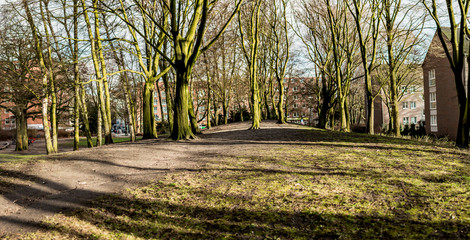 Trees in Park without leaves