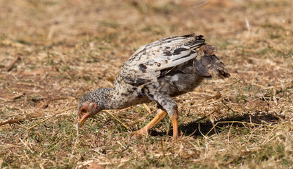 Chicken in the countryside of Madagascar