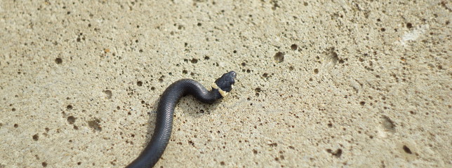 snake young on a concrete slab in the city