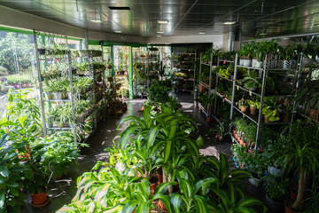 magasin de fleurs avec pleins de plantes grasses, de pots de fleurs et de plantes vertes en tout...
