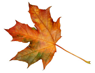 autumn natural maple leaf isolated on black background