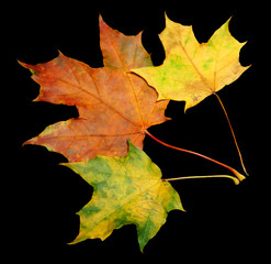 autumn natural maple leaf isolated on black background