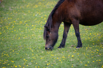 Naklejka premium Wild horse eating in a field