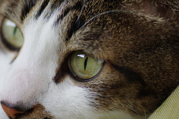 見つめる猫ちゃん