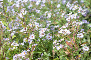 Little blue daisies in the summer garden lit by the bright sun