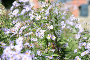 Little blue daisies in the summer garden lit by the bright sun