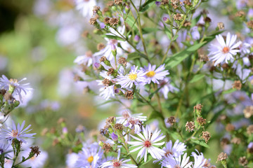 Little blue daisies in the summer garden lit by the bright sun
