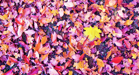Yellow autumn maple leaf isolated on a pink background.