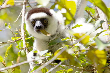 Verreaux's sifaka (Propithecus verreauxi)
