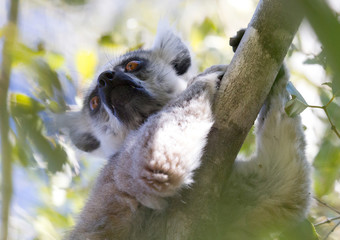 Ring-tailed lemur, lemur catta
