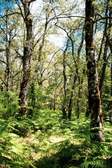 Fototapeta premium Ruta senderista cascada de Sotillo Zamora