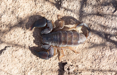 Madagascar scorpion, small but venomous