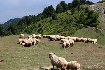 sheep herd grazing on hill