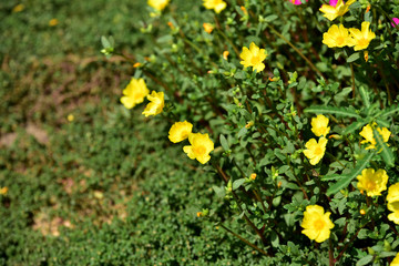 Obraz premium Beautiful flowers in the garden In the spring 