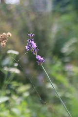 Lavendelblüte mit Spinnwebe