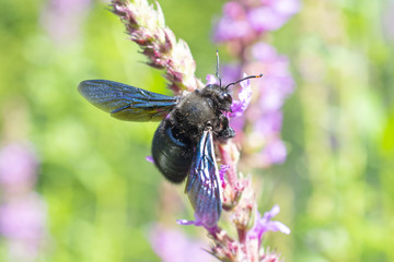 insect that lives on wild plants