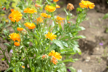 Yellow marigolds bloom in the summer garden on a bright sunny day.