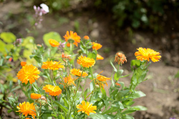 Yellow marigolds bloom in the summer garden on a bright sunny day.