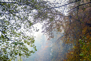 Obraz premium Autumn forest, foliage, branch with yellow leaves. October nature, foggy morning. Deciduous trees