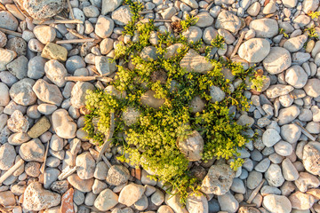 Vegetación y Rocas blancas