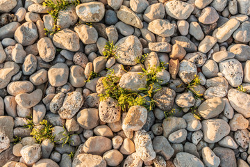 Textura de rocas blancas y vegetación 