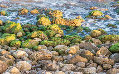 musgo en rocas de la playa