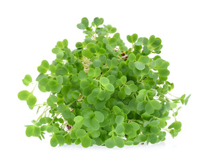 alfalfa sprouts or kai wah-rei on white background