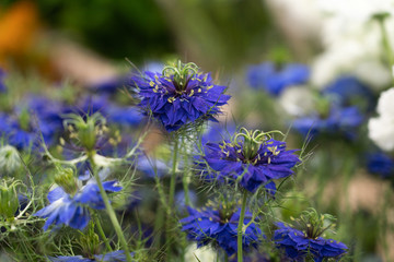 close up of blue flowers