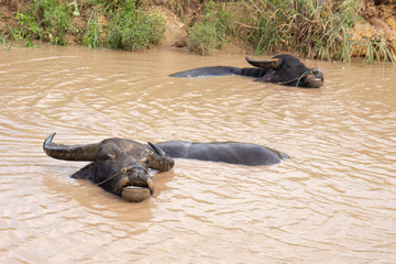 The buffalo sleeps in the natural canal.