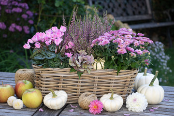 Gartendekoration mit Herbstblumen in Pink und weißen Kürbissen
