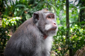 Monkey in the Monkey Forest, Ubud, Bali, Indonesia