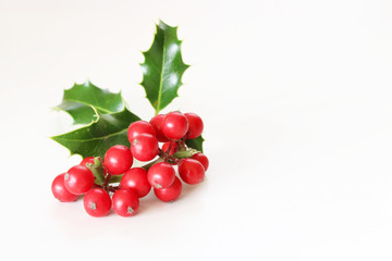 Christmas holly with red berries. Traditional festive decoration. Holly branch with red berries on white table background.