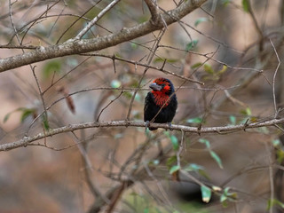 Black-collared Barbet, Lybius torquatus, chooses food on tree, Ethiopia