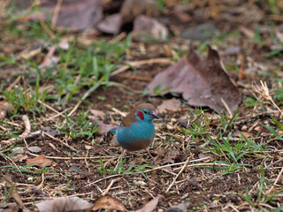 Red-cheeked Cordon-bleu, Uraeginthus bengalus, looking for food on the ground, Ethiopia