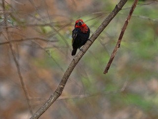 Black-collared Barbet, Lybius torquatus, chooses food on tree, Ethiopia