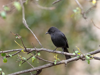 Southern black flycatcher, Melaenornis pammelaina, looking for food in a tree, Ethiopia