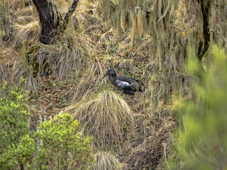 Wattled Ibis, Bostrychia carunculata, looking for food in dense vegetation, Ethiopia