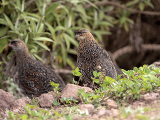 Erckel's Francolin, Francolinus castaneicollisi , in Simien Mountains National Park, Ethiopia.