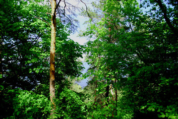 Treetops of a green forest  in Eastern Europe
