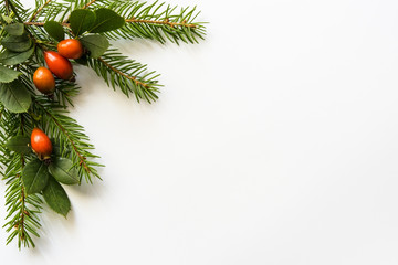 Background for Christmas and new year cards with a branch of spruce and red berries. Isolated. Copy space.