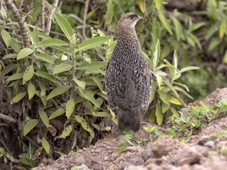 Erckel's Francolin, Francolinus castaneicollisi , in Simien Mountains National Park, Ethiopia.