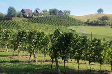 Fototapeta na wymiar Weinbau in der Südsteiermark