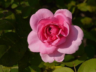 Die Rose