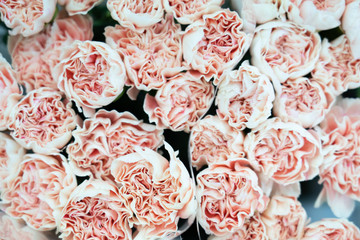 close up of red and white flowers