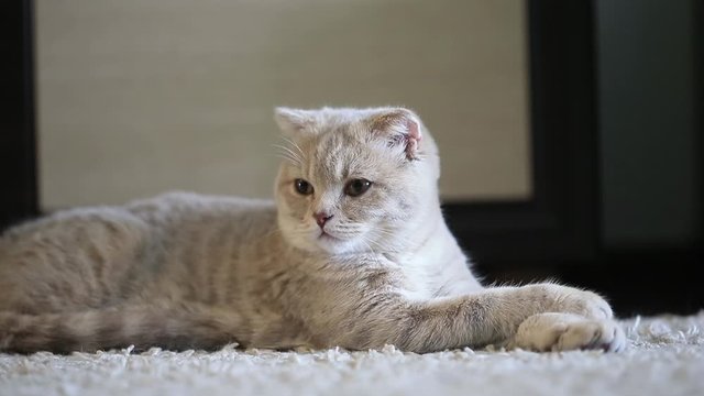 Cute Scottish fold kitten at home