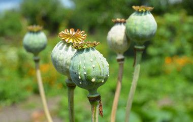 Opium poppies heads production in Afghanistan. Afghan Opium Poppy Cultivation.