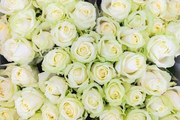 wedding bouquet of white roses