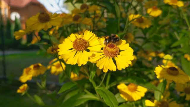Close-up striped bumblebee beetle gathering pollen nectar from bright yellow helenuim autumnale flowers on green blurred flowerbed background in garden.