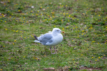 Seagull standing in a field after rain