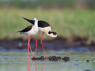 Pair of black-winged stilts